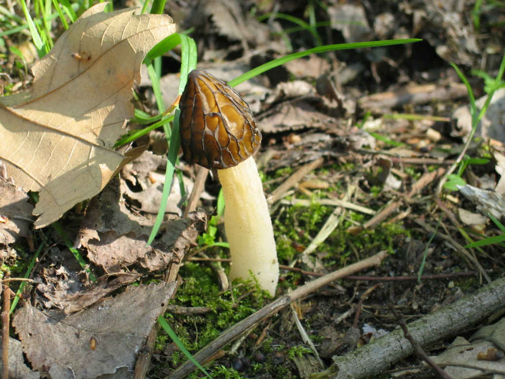 2005 :  Un anno di funghi